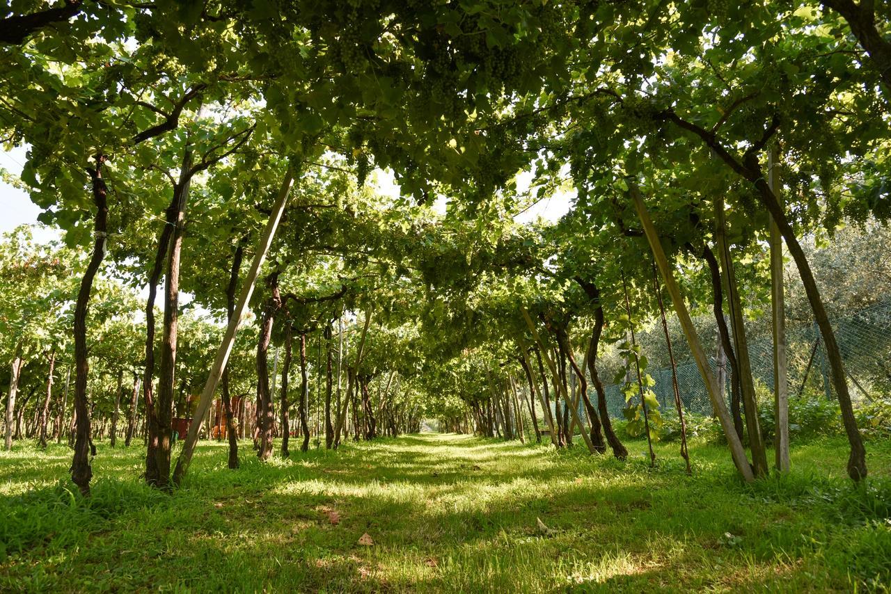 La Terrazza Sulle Vigne B&B Corte Franca Bagian luar foto